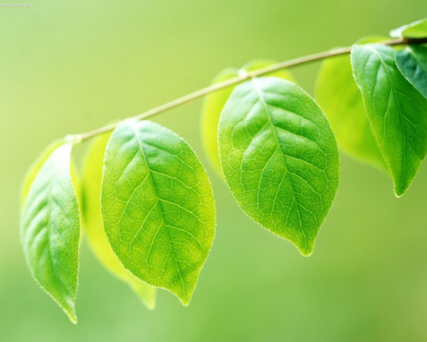 水果茶营养成分，调养脾胃20味中药方剂